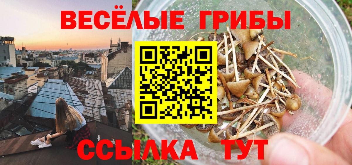 где можно купить   Галлюциногенные грибы прущие грибы  Вход с VPN  Горно-Алтайск  Псилоцибиновые грибы ЛСД 